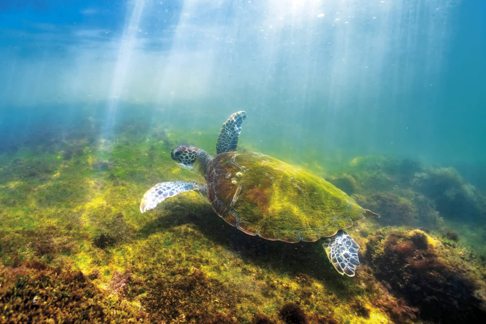 As imagens do livro “Baía das Tartarugas” revelam o colorido e a importância da conservação das espécies marinhas e da biodiversidade. Foto: Leonardo Merçon