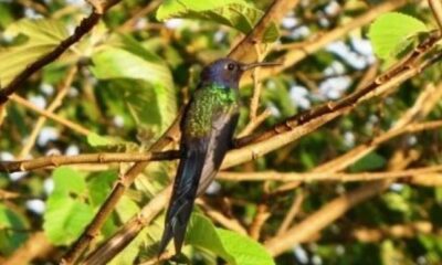 Beija-flor tesoura. Foto Reprodução PMVV