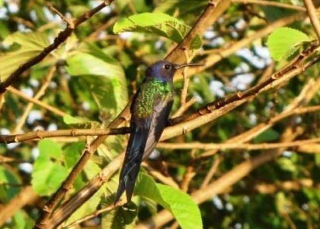 Beija-flor tesoura. Foto Reprodução PMVV