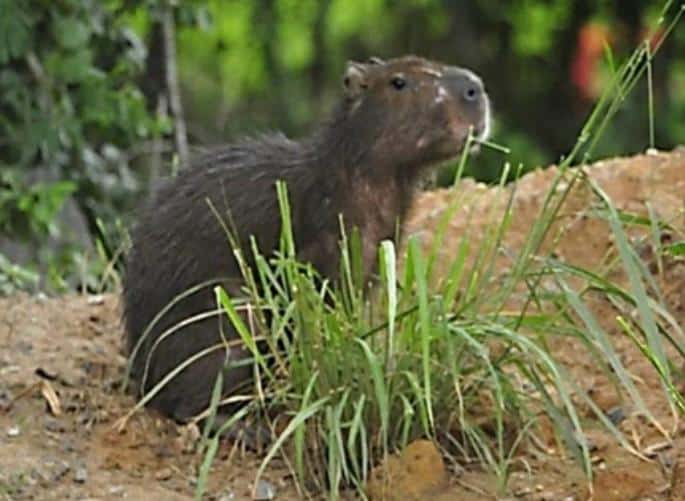 Capivara no Morro do Moreno. Foto: Reprodução PMVV