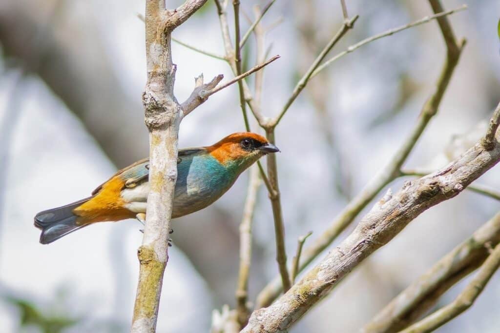 Espécies de aves registradas na Reserva Natural da Vale, em Linhares