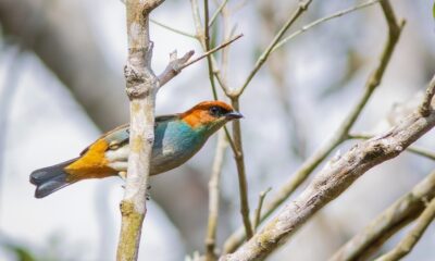 Espécies de aves registradas na Reserva Natural da Vale, em Linhares