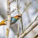 Espécies de aves registradas na Reserva Natural da Vale, em Linhares