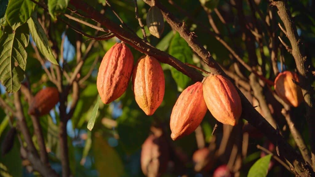 O fruto cacau no pé