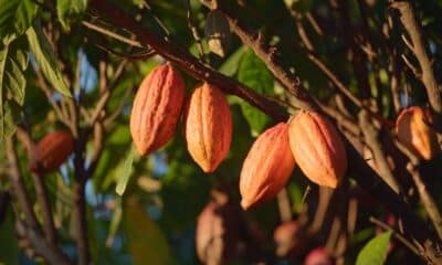 O fruto cacau no pé