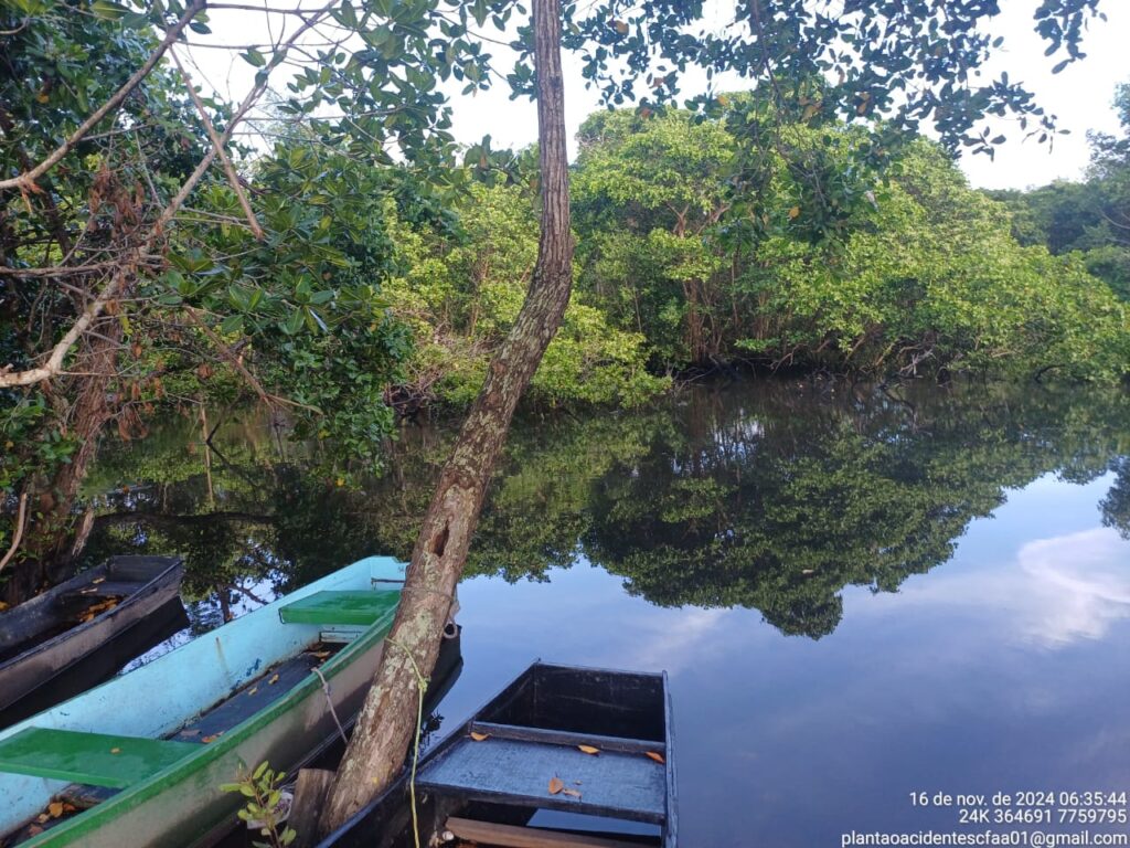 mangue azul 