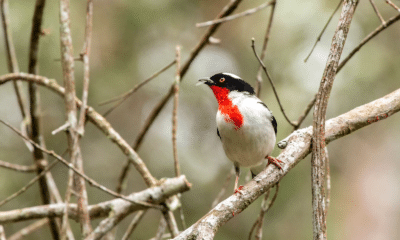 Saíra-apunhalada é uma ave ameaçada de extinção. Foto: Divulgação