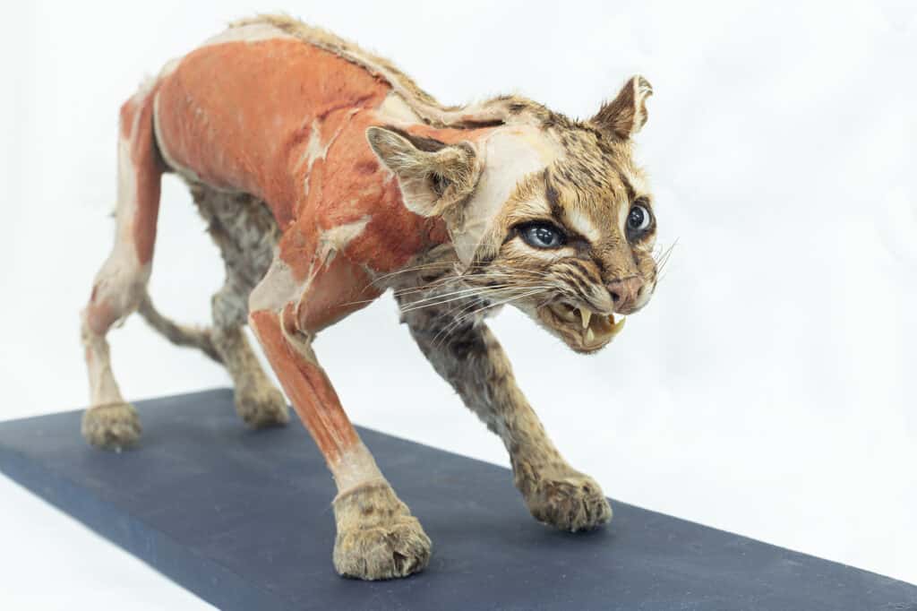 Gato Maracajá plastinado