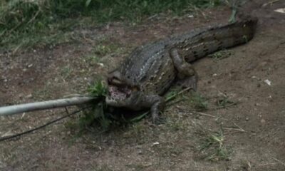 Jacaré de aproximadamente 1,60 metro foi encontrado dentro de uma casa em Vila Nova de Colares, na Serra, antes de ser resgatado pelo Projeto Caiman