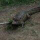 Jacaré de aproximadamente 1,60 metro foi encontrado dentro de uma casa em Vila Nova de Colares, na Serra, antes de ser resgatado pelo Projeto Caiman