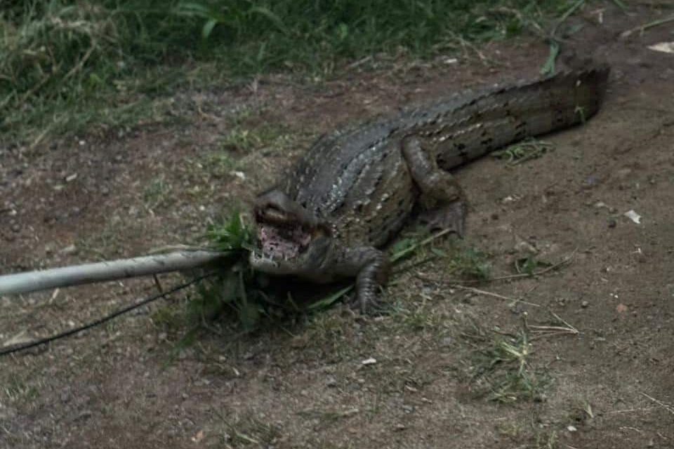 Jacaré de aproximadamente 1,60 metro foi encontrado dentro de uma casa em Vila Nova de Colares, na Serra, antes de ser resgatado pelo Projeto Caiman