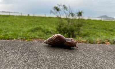 Caramujos que transmitem doenças são vistos em Camburi