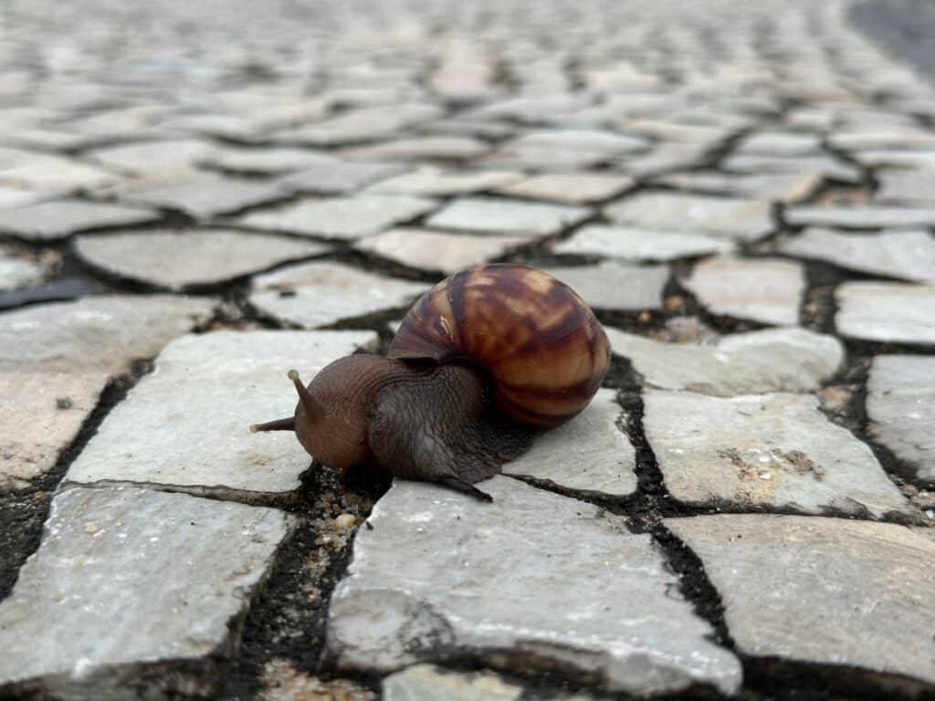 Caramujos que transmitem doenças são vistos em Camburi