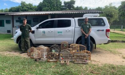 A ação do Iema e PMA no combate aos cativeiros ilegais resgatou diversas espécies ameaçadas, reforçando a importância da preservação da fauna local. Foto: Governo do ES