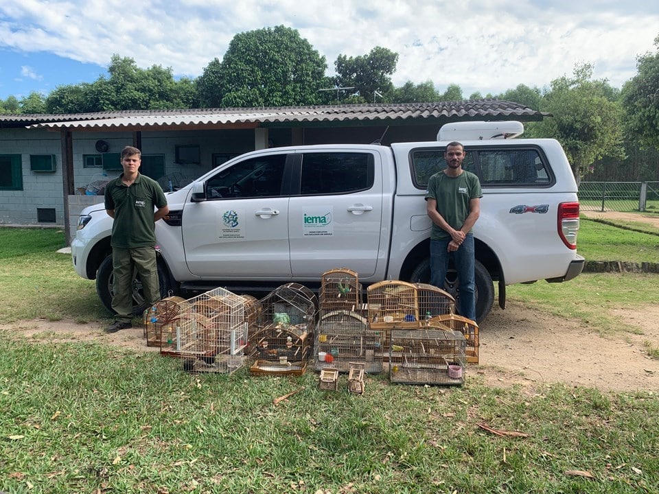 A ação do Iema e PMA no combate aos cativeiros ilegais resgatou diversas espécies ameaçadas, reforçando a importância da preservação da fauna local. Foto: Governo do ES