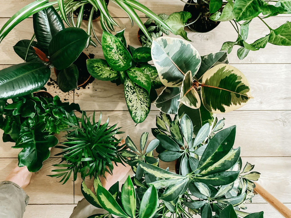 Plantas em casa trazem vida, purificam o ar, equilibram a energia do ambiente e no Feng Shui simbolizam renovação e movimentação da energia do ambiente | Foto: Pexels