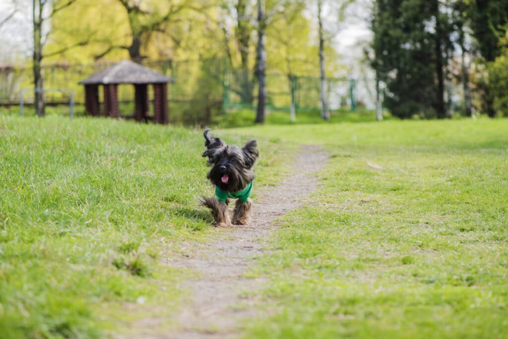 Cachorro no parque