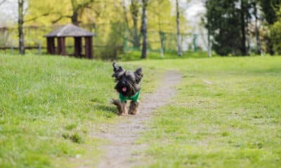 Cachorro no parque