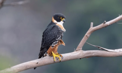 Falcão de peito laranja é fotografado em Colatina