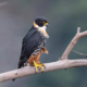 Falcão de peito laranja é fotografado em Colatina