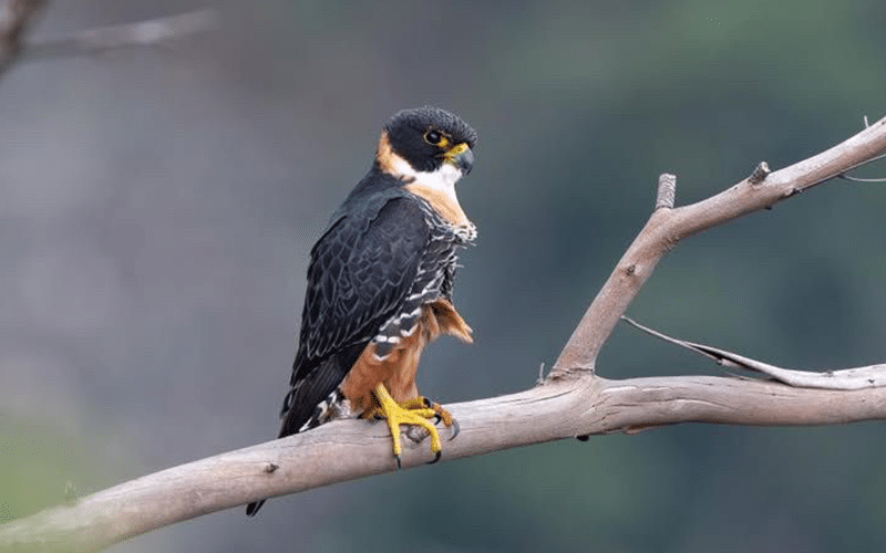 Falcão de peito laranja é fotografado em Colatina