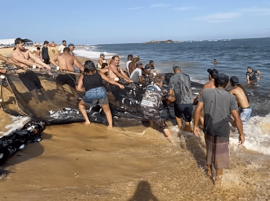 Rede com 1 tonelada de peixe impressiona em praia de Itapuã, em Vila Velha