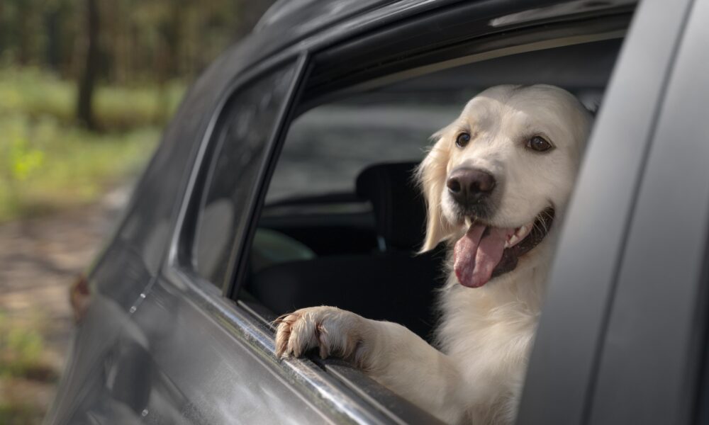 pet; adoção de pets; cachorro; adoção de pet
