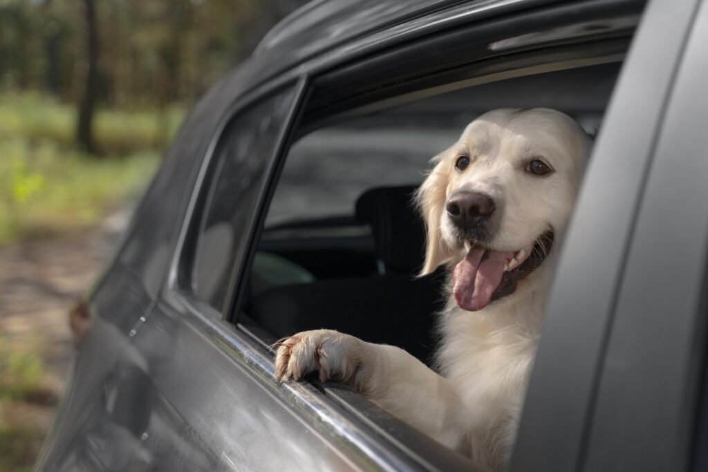 Levar os pets no carro não é proibido pela legislação. Foto: Freepik