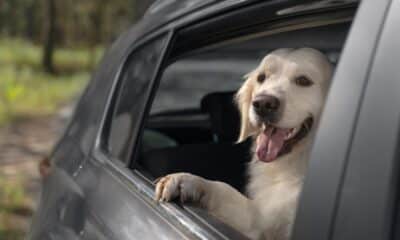 Levar os pets no carro não é proibido pela legislação. Foto: Freepik