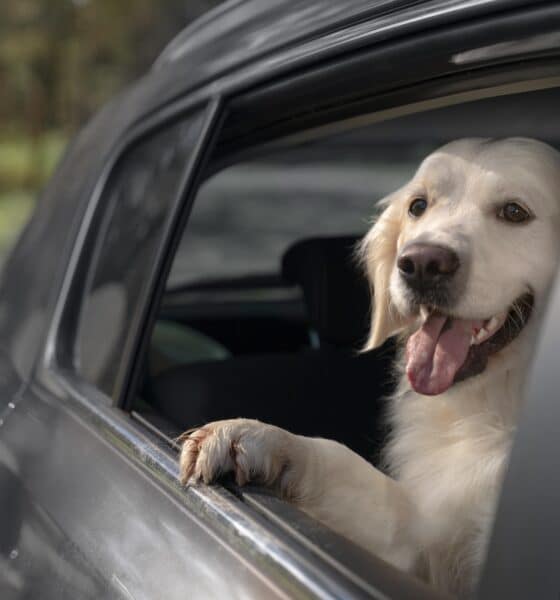 pet; adoção de pets; cachorro; adoção de pet