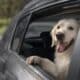 Levar os pets no carro não é proibido pela legislação. Foto: Freepik