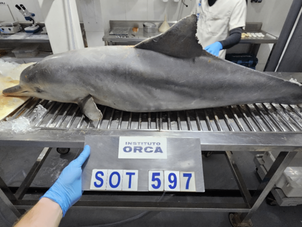 Um dos golfinhos que foi encontrado no litoral da Serra. Foto: Arquivo Pessoal/ Instituto Orca