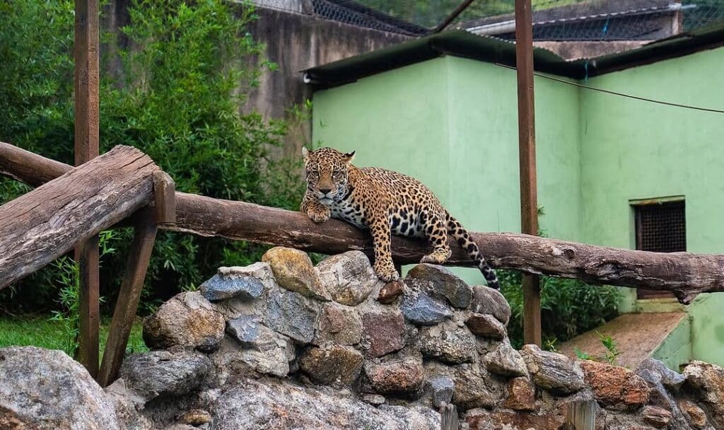 Zoopark é o único zoológico do ES. Foto: Reprodução/Instagram (@zooparkdamontanhaoficial)