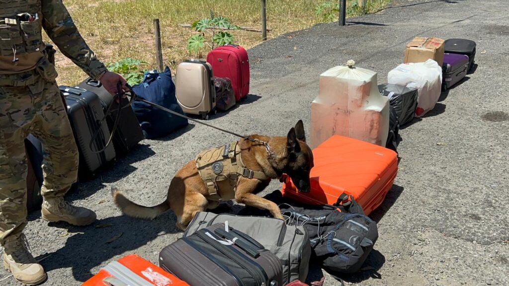 Apreensão de 21 kg de drogas em ônibus com destino a Vitória