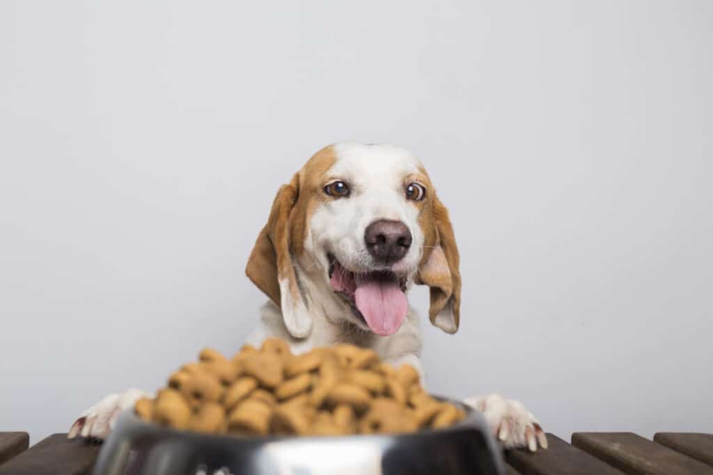 Cachorro com o pote de ração.