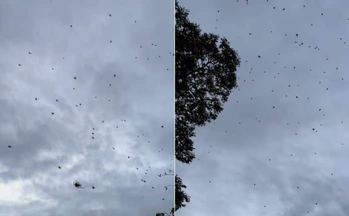 Chuva de aranhas é registrada em São Thomé das Letras