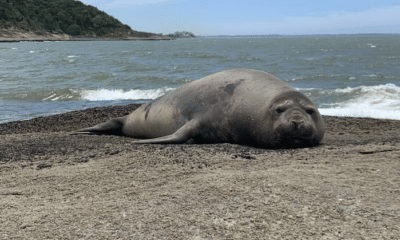 Elefante-marinho é flagrado no litoral do Espírito Santo