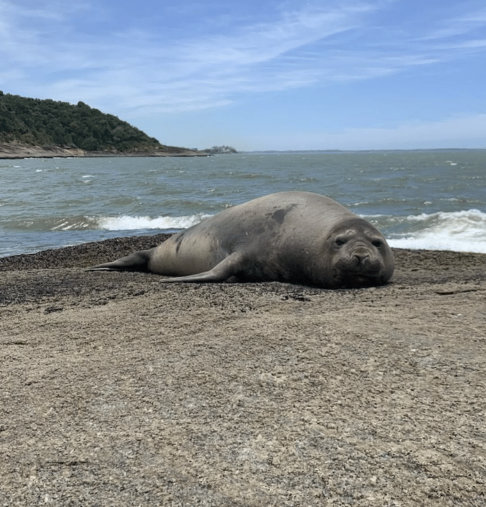 Elefante-marinho é flagrado no litoral do Espírito Santo