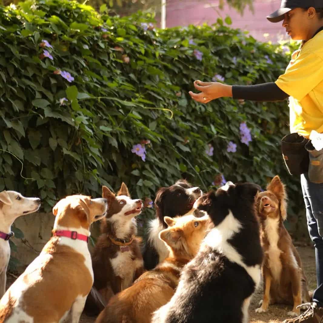 Amitié Pet Hotel. Foto: Reprodução/ Instagram