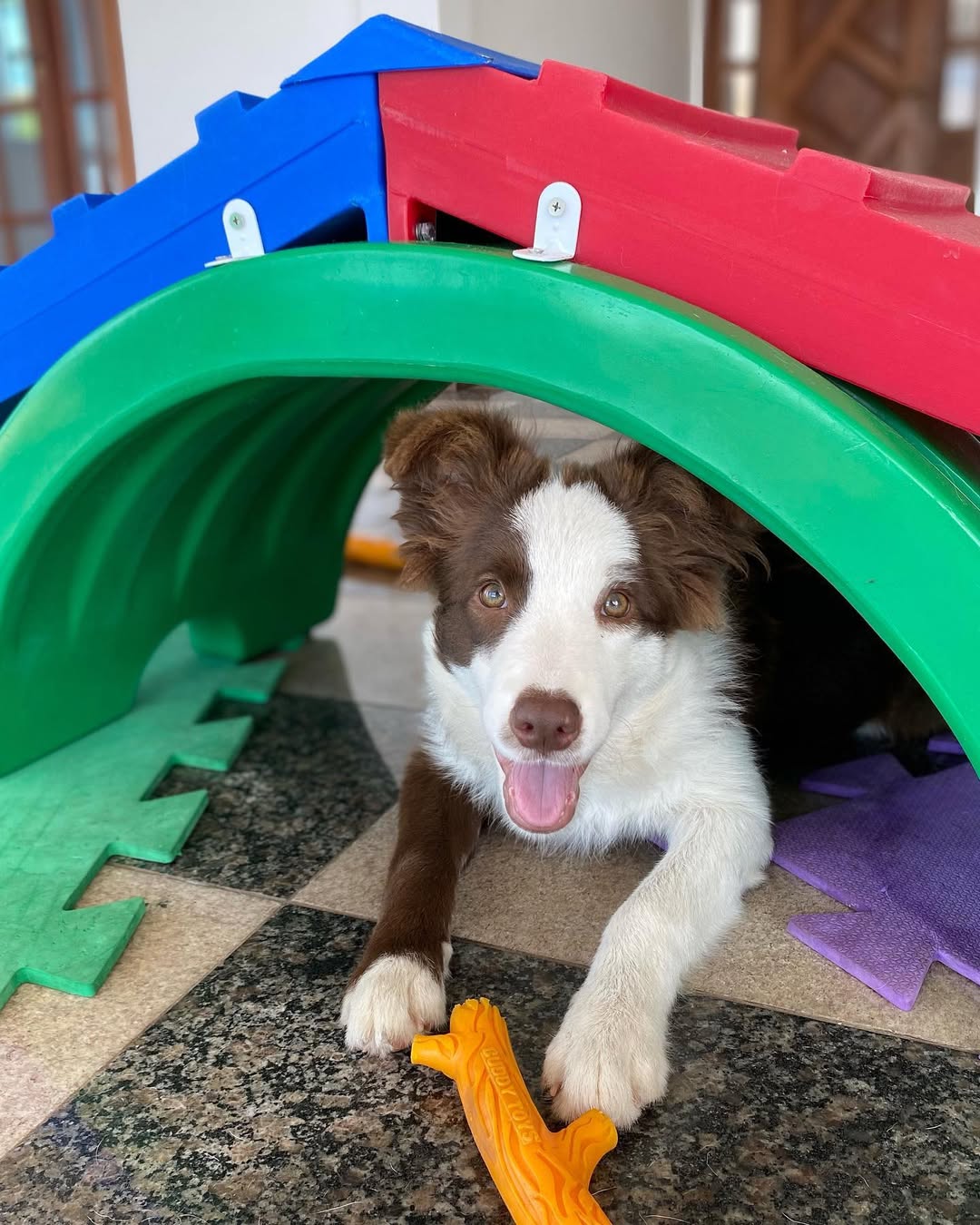 Casa Gaia - Pet Hotel e Day Care. Foto: Reprodução/ Instagram