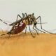 dengue