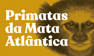 A exposição Primatas da Mata Atlântica une fotos, sons e ilustrações para revelar a vida de 24 espécies ameaçadas, convidando à reflexão sobre conservação. Foto: Divulgação