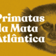 A exposição Primatas da Mata Atlântica une fotos, sons e ilustrações para revelar a vida de 24 espécies ameaçadas, convidando à reflexão sobre conservação. Foto: Divulgação