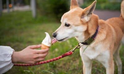 Sorvete para pets é uma maneira de refrescar no calor. Foto: Freepik