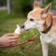 Sorvete para pets é uma maneira de refrescar no calor. Foto: Freepik