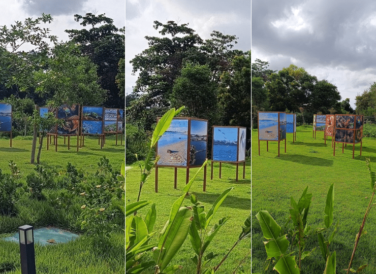 Exposição ‘Baía das Tartarugas’ estreia em 5 de abril no Parque Costeiro. Foto: Divulgação