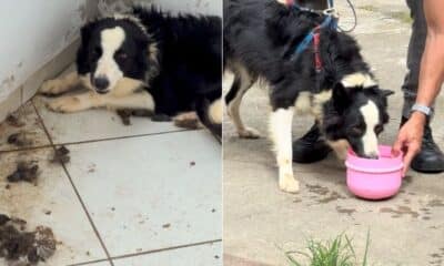 Border Collie vítima de maus-tratos é resgatado em Vila Velha