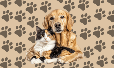 Conheça alternativas confiáveis e afetivos para o luto de tutores de pets. Foto: Ester Tavares
