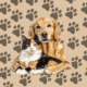 Conheça alternativas confiáveis e afetivos para o luto de tutores de pets. Foto: Ester Tavares