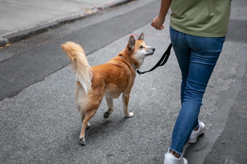 Cachorro caminhando